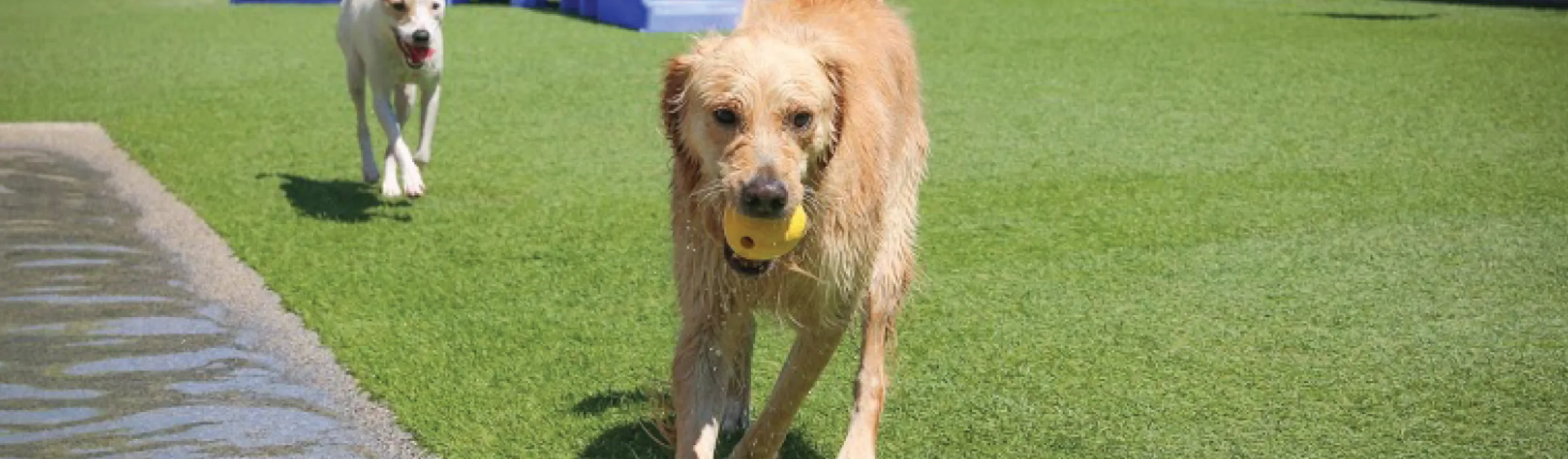 Dog In Grass with Ball in Mouth